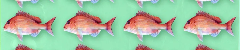Negative Positive Angler Crunchyroll'da Yayında