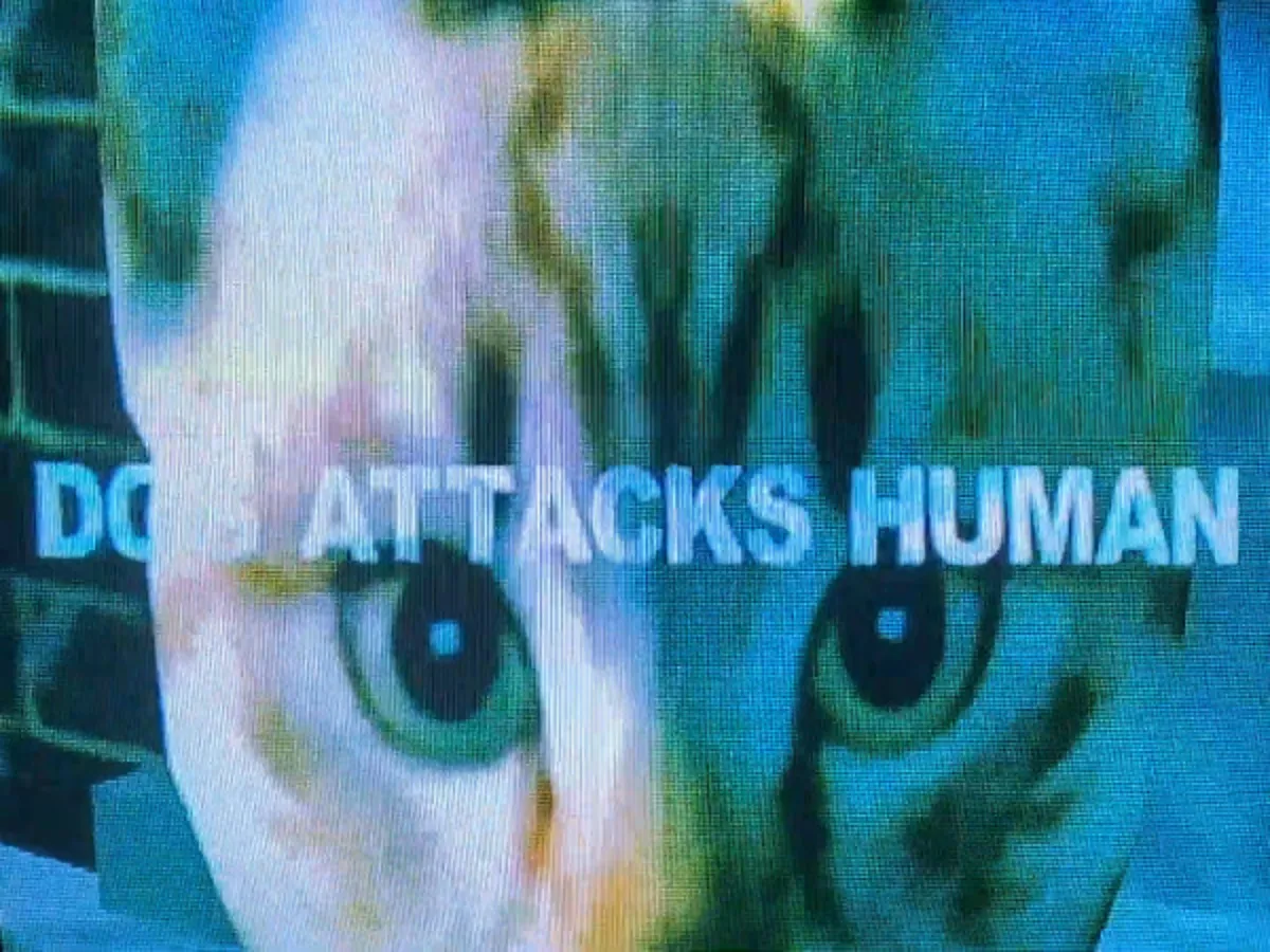 NINJAS'tan 'Dog Attacks Human' Müzik Videosu Yayında